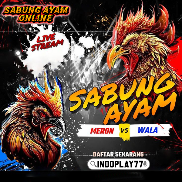 INDOPLAY77 $ Situs Agen Sabung Ayam Terpercaya Terbaik 2025